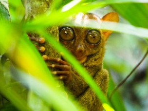 Tarsier at Bohol
