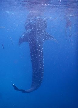 Whale diving in Oslob