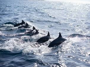 diving with dolphins