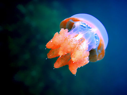 Pacific Ocean stingless jellyfish