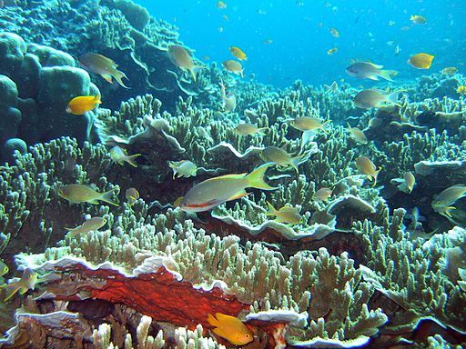 coral reef at Moalboal