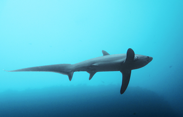 diving with sharks at Malapascua island