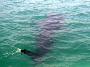 Whale Shark sighting in Donsol