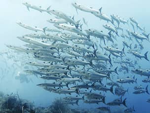 Barracuda fish at Tubbataha reef