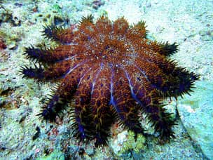 Diving at Malapascua island