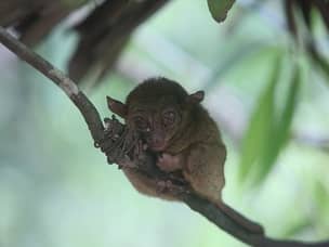 Tarsier