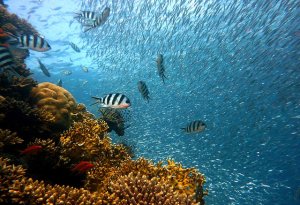 Diving in the Philippines