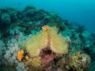 Diving in Anilao