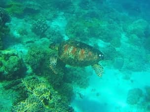 Apo island diving