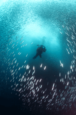 Pescador island sardine shoal