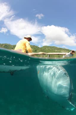 Whale watching in Oslob