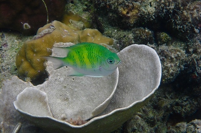 Bacuit Bay Diving