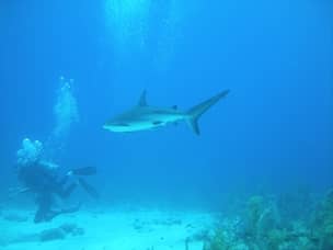 Black tip shark