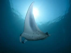 Giant Manta