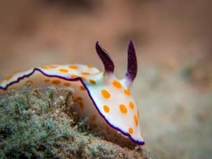 Macro dive in Romblon