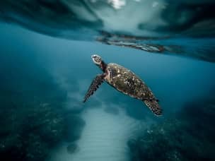 Turtle snorkelin in Apo Island