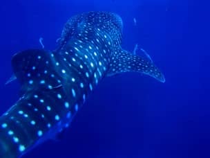 Whale shark in Bohol