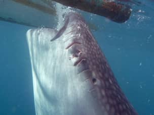 Whale shark too close to boat