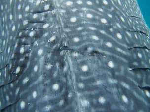 Boat scars on whale shark