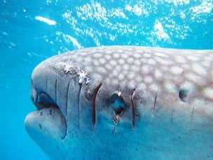 Scars on whale shark in Oslob